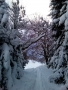 Winterwald