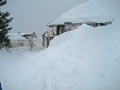 Birkach im Tiefschnee