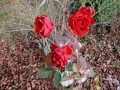 Rosen im Dezamber