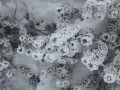 IMG_5516