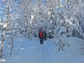 Winterwald