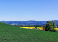 Birnau05