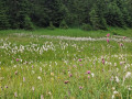 IMG-20250706-WA0006