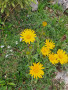 IMG-20250706-WA0009