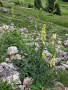 IMG-20250706-WA0010