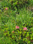 IMG-20250706-WA0012