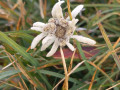 IMG-20250907-WA0017