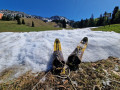 2026-04-25_DAV_Firngleiter_Iseler_19