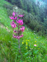 Bschiesser09