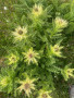 IMG-20260713-WA0045