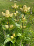 IMG-20260713-WA0046