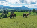 Heinrich04